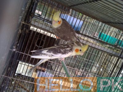 cockatiel for sale