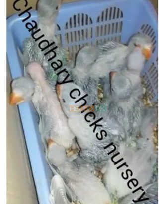 Hand feed Pahari Chicks