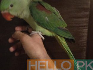 Alexander parrot