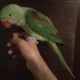 Alexander parrot