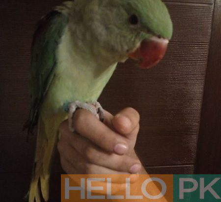 Alexander parrot