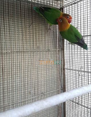 Fisher breeder pair 1,500