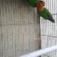 Fisher breeder pair 1,500
