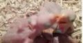 Hand feed Pahari Chicks