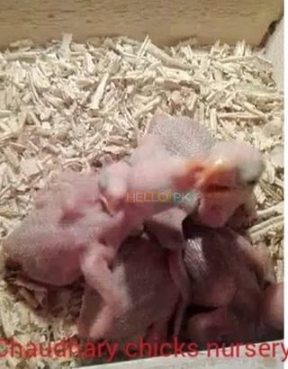 Hand feed Pahari Chicks