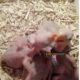 Hand feed Pahari Chicks