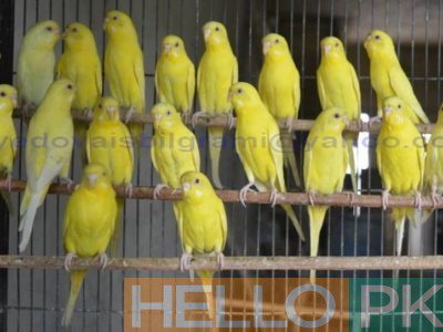 Extremely Beautiful Lutino Red Eye