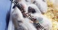 Hand feed Pahari Chicks