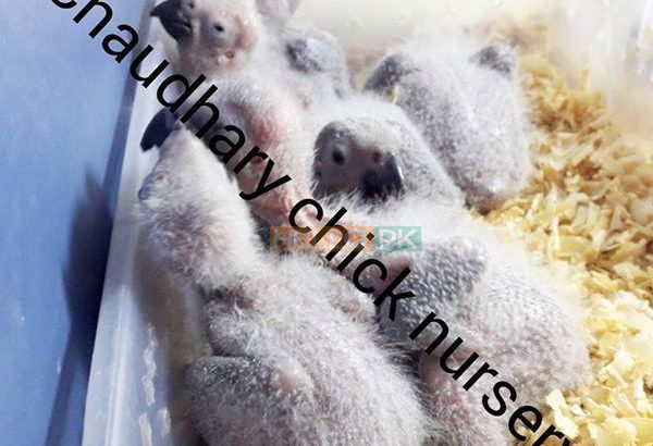 Hand feed Pahari Chicks
