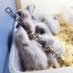 Hand feed Pahari Chicks