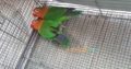 Fisher breeder pair 1,500