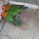 Fisher breeder pair 1,500