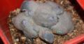 Grey parrot chicks.. 34,000