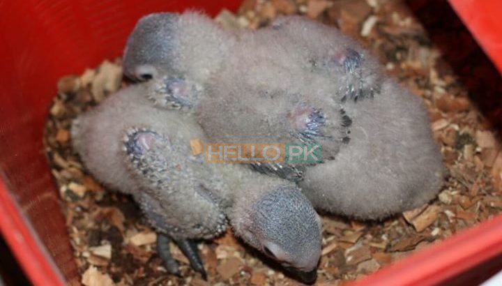 Grey parrot chicks.. 34,000