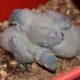 Grey parrot chicks.. 34,000