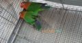 Fisher breeder pair 1,500