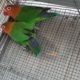 Fisher breeder pair 1,500