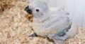 Grey parrot chicks.. 34,000