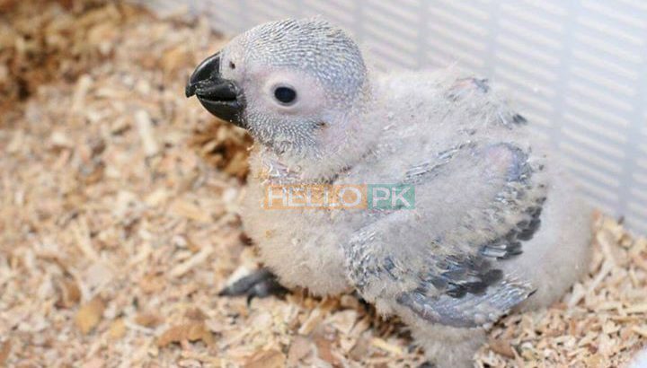 Grey parrot chicks.. 34,000