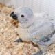 Grey parrot chicks.. 34,000