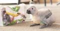 Grey parrot chicks.. 34,000