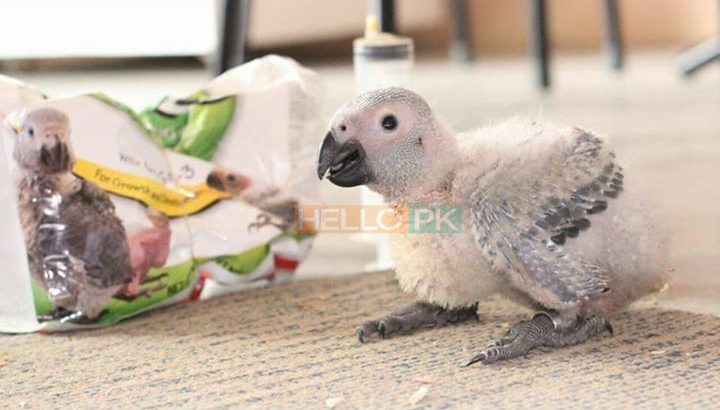 Grey parrot chicks.. 34,000
