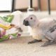 Grey parrot chicks.. 34,000