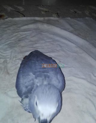 Grey parrot Rs43,000