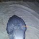 Grey parrot Rs43,000