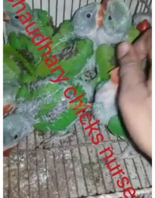Hand feed Pahari Chicks