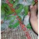 Hand feed Pahari Chicks