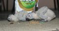 Grey parrot chicks.. 34,000