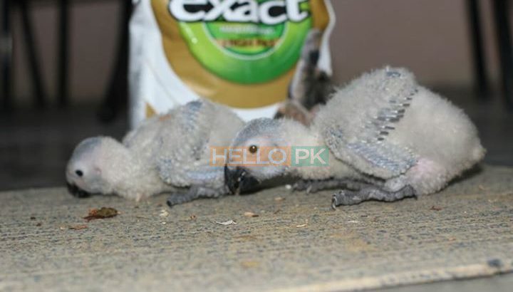 Grey parrot chicks.. 34,000