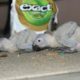 Grey parrot chicks.. 34,000
