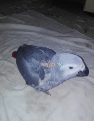 Grey parrot Rs43,000