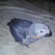 Grey parrot Rs43,000