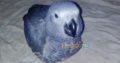 Grey parrot Rs43,000