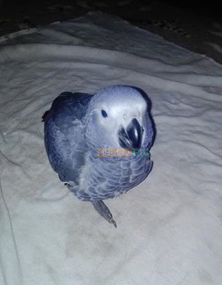Grey parrot Rs43,000