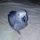 Grey parrot Rs43,000