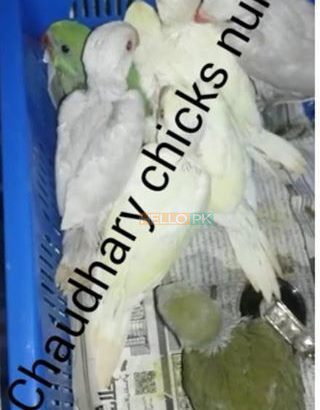 Hand feed Pahari Chicks