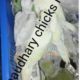 Hand feed Pahari Chicks