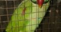 Talking parrot 25,000