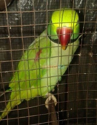 Talking parrot 25,000
