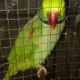 Talking parrot 25,000