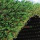 Artificial Grass