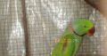Talking parrot 25,000