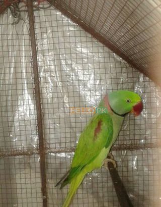 Talking parrot 25,000