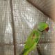 Talking parrot 25,000