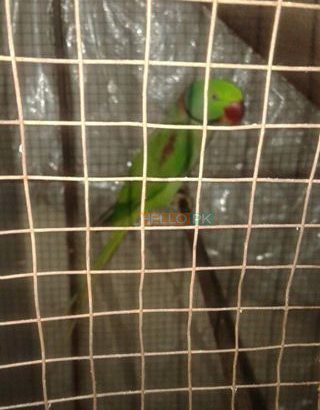 Talking parrot 25,000