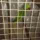Talking parrot 25,000